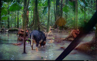 Camera Traps - September 2026