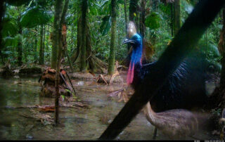 Camera Traps - September 2026