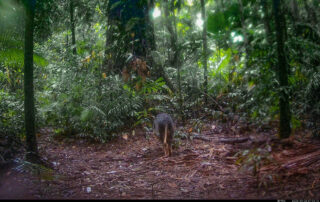 Camera Traps - September 2026