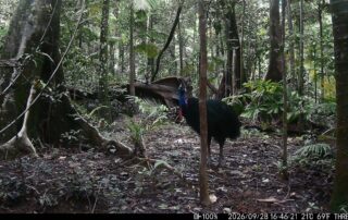 Camera Traps - September 2026