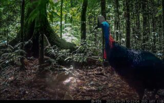 Camera Traps - September 2026