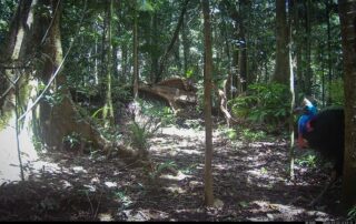 Camera Traps - September 2026